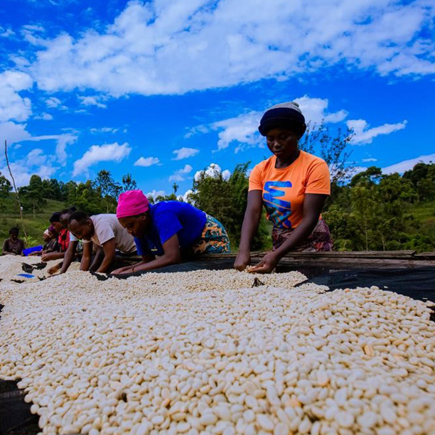 Rwanda PB Muhari Washing Station (GP)
