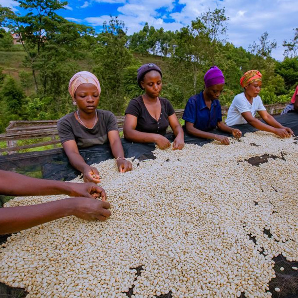 Rwanda PB Muhari Washing Station (GP)
