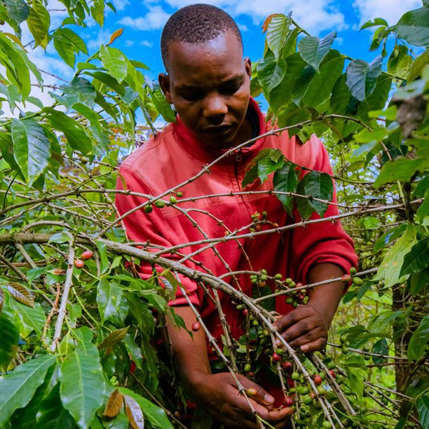 Rwanda PB Muhari Washing Station (GP)