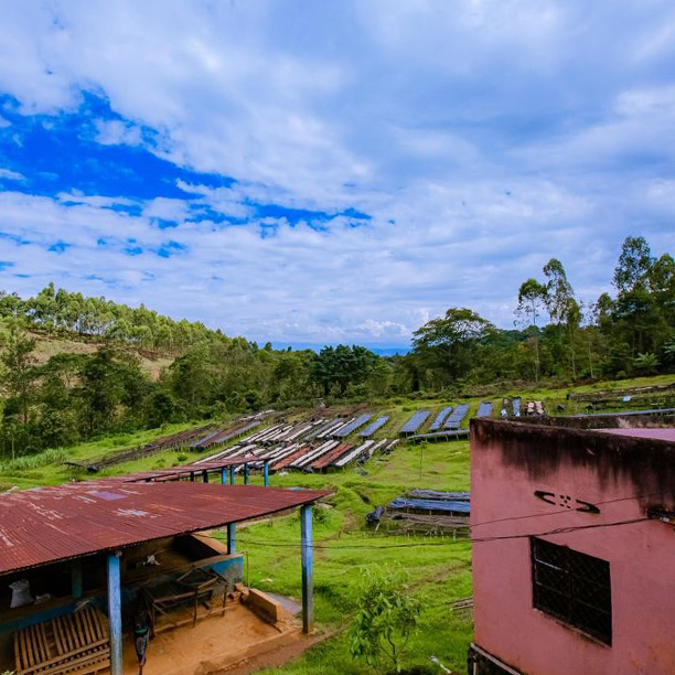 Rwanda PB Muhari Washing Station (GP)