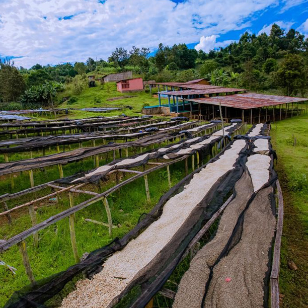 Rwanda PB Muhari Washing Station (GP)