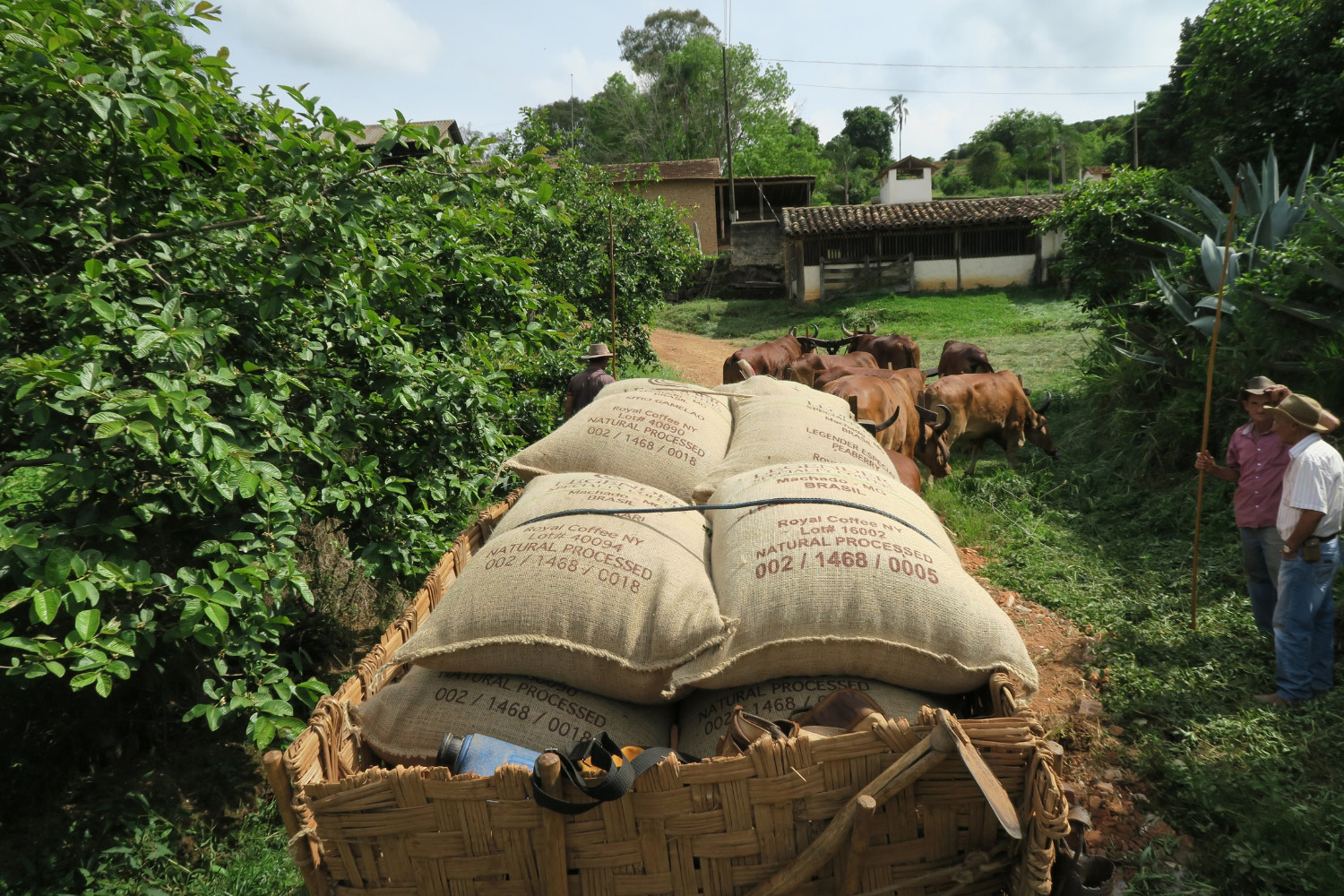 Brazil Natural Legender Especial Royal Select MWP Decaf