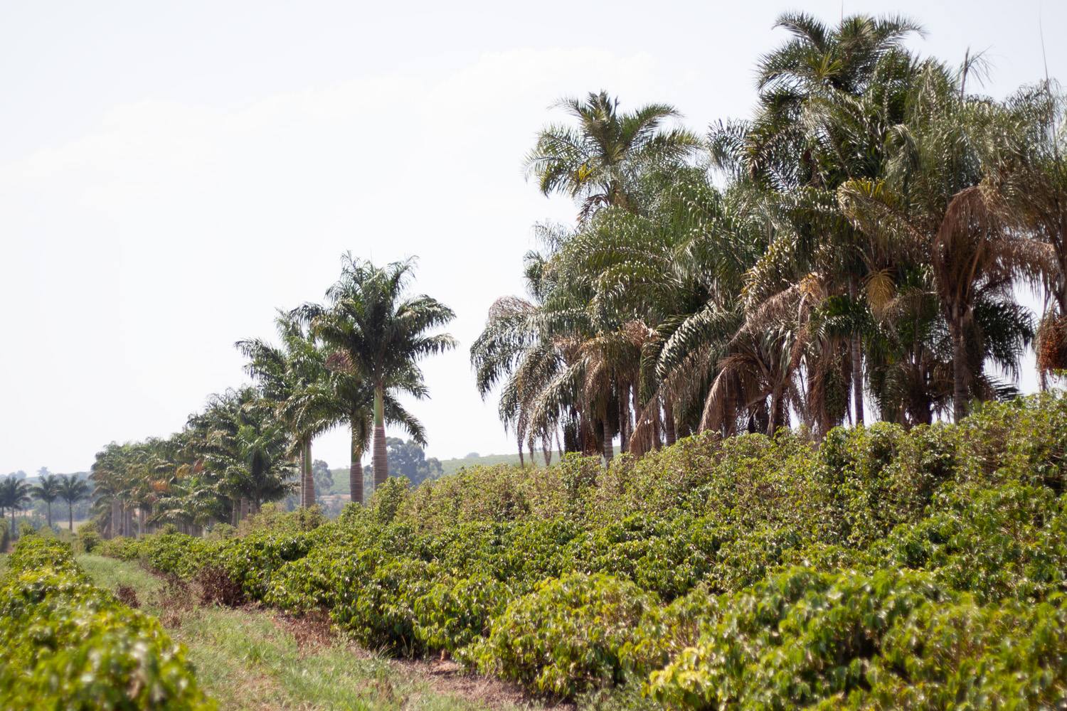 Brazil Natural Legender Especial Royal Select MWP Decaf