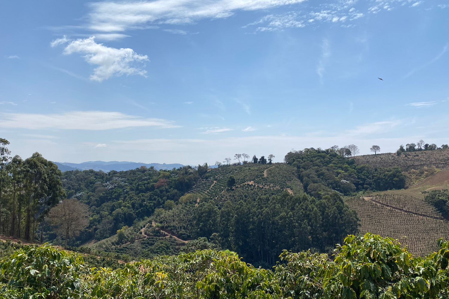 Brazil Natural Legender Especial Royal Select MWP Decaf