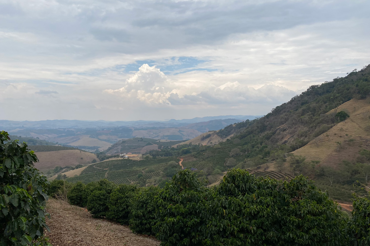 Brazil Natural Legender Especial Royal Select MWP Decaf