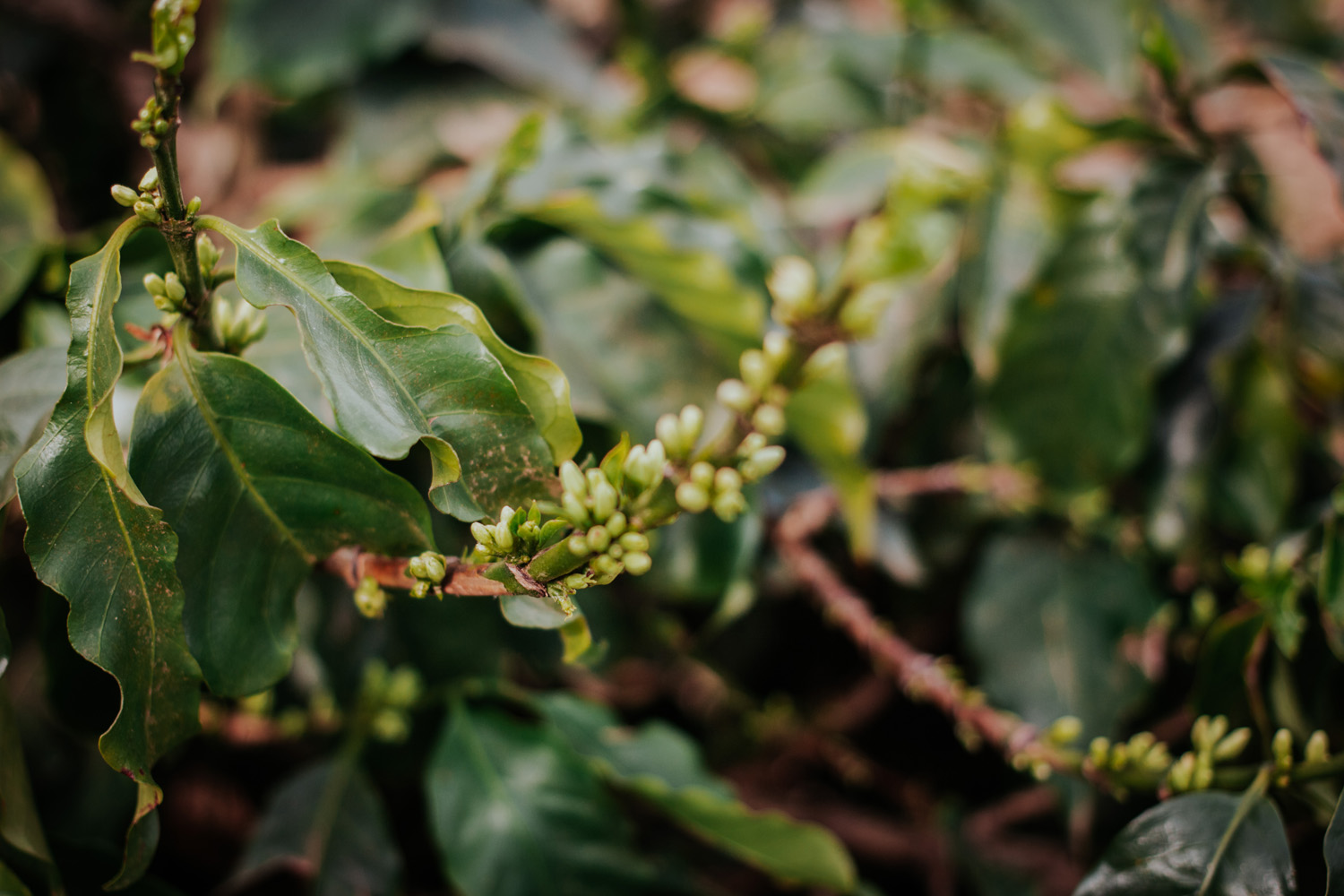 Brazil Natural Legender Especial Royal Select MWP Decaf