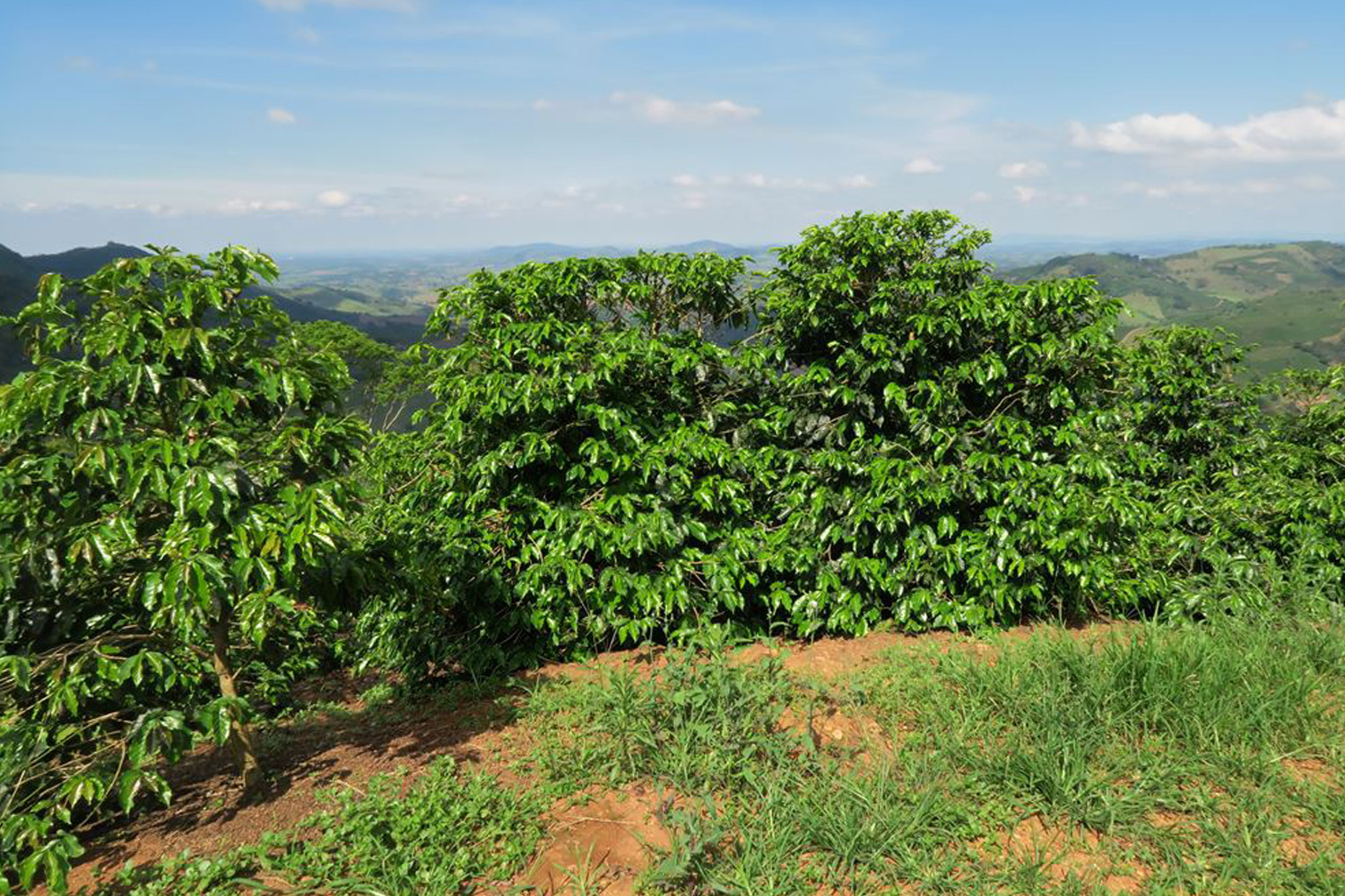 Brazil Natural Legender Especial Royal Select MWP Decaf