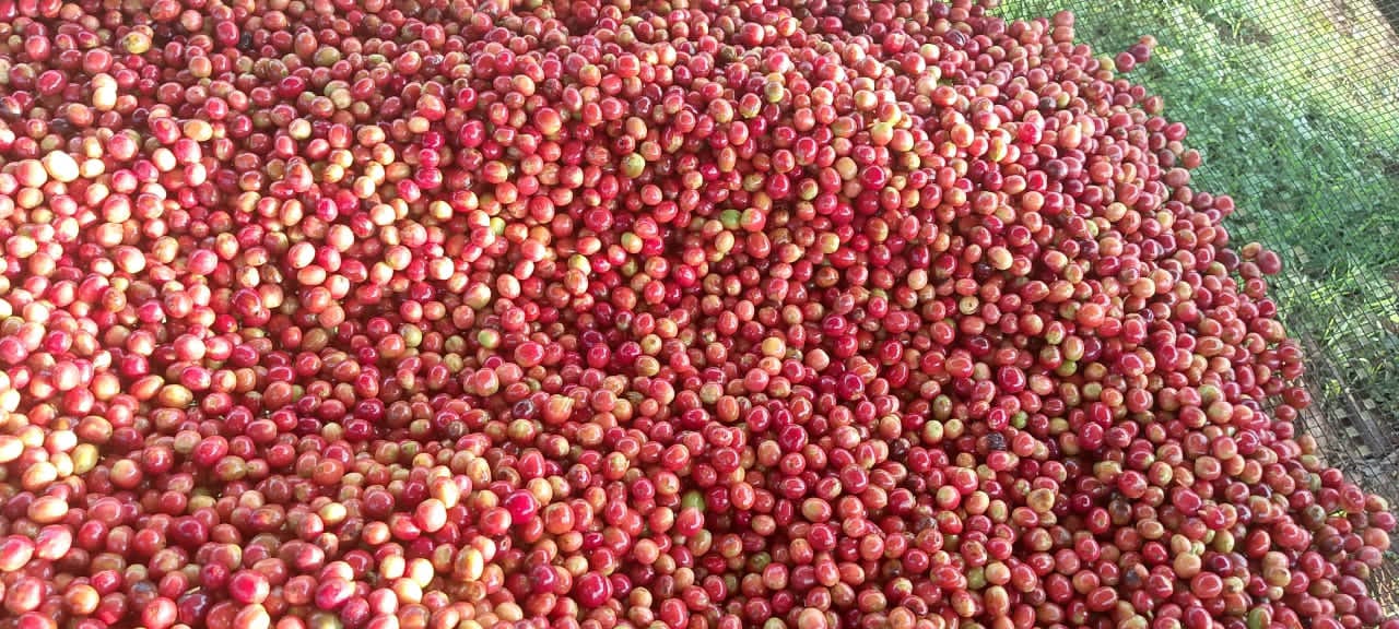 Burundi Ngozi Buhanda Fully Washed (GP)