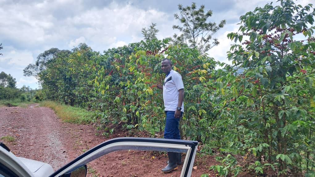 Burundi Ngozi Buhanda Fully Washed (GP)