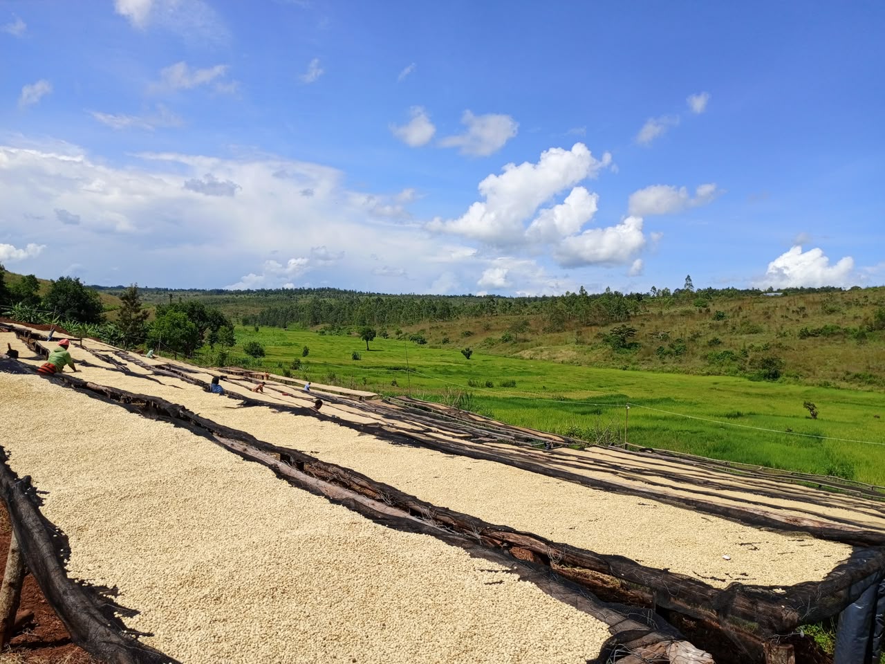 Burundi Ngozi Buhanda Fully Washed (GP)