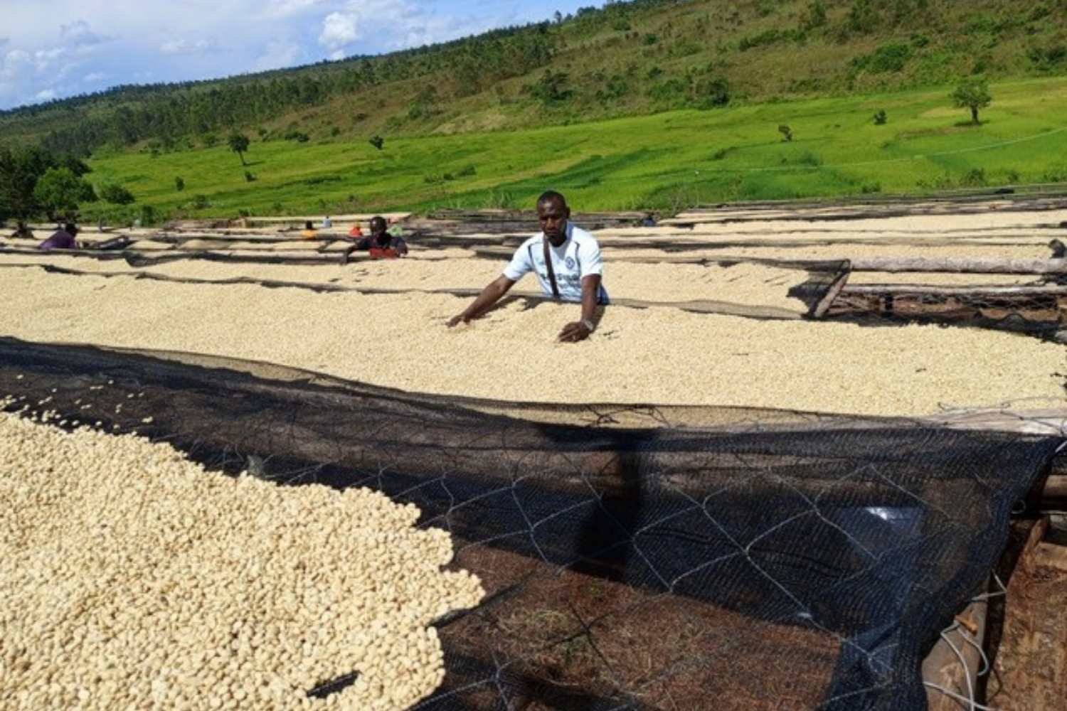 Burundi Ngozi Buhanda Fully Washed (GP)