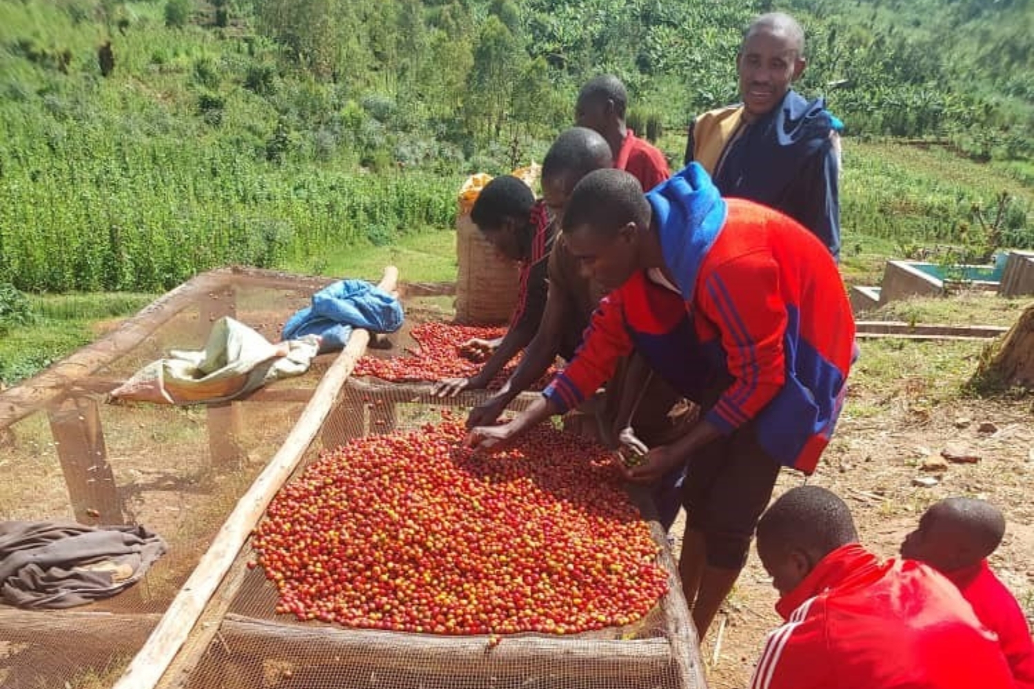 Burundi Ngozi Buhanda Fully Washed (GP)