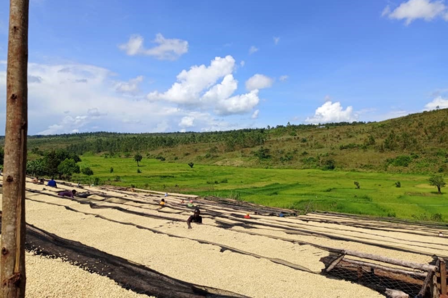 Burundi Ngozi Buhanda Fully Washed (GP)