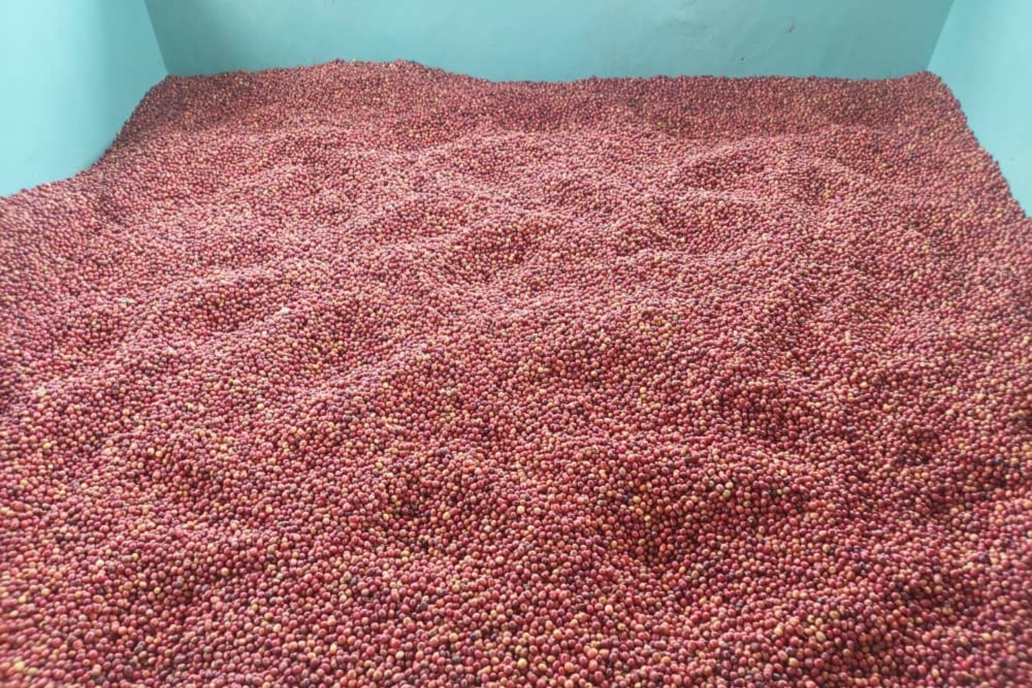 Burundi Ngozi Buhanda Fully Washed (GP)