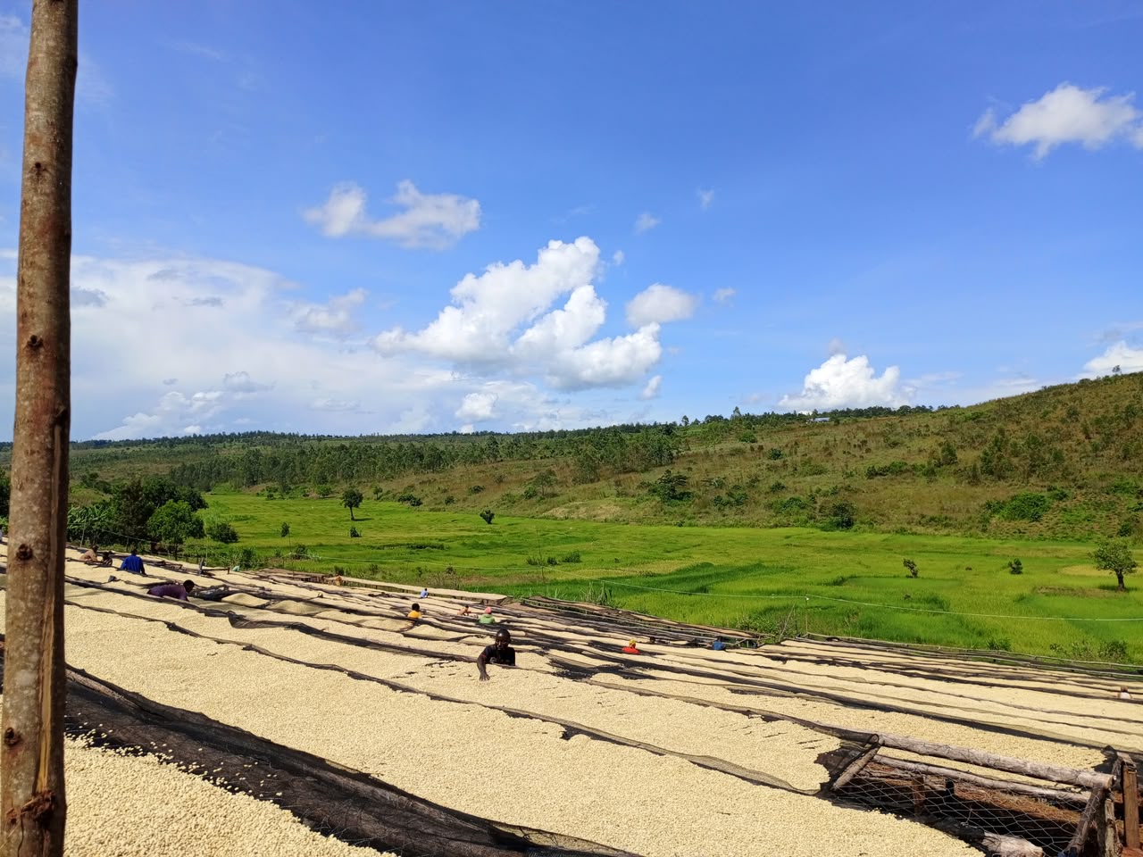 Burundi Ngozi Buhanda Fully Washed (GP)