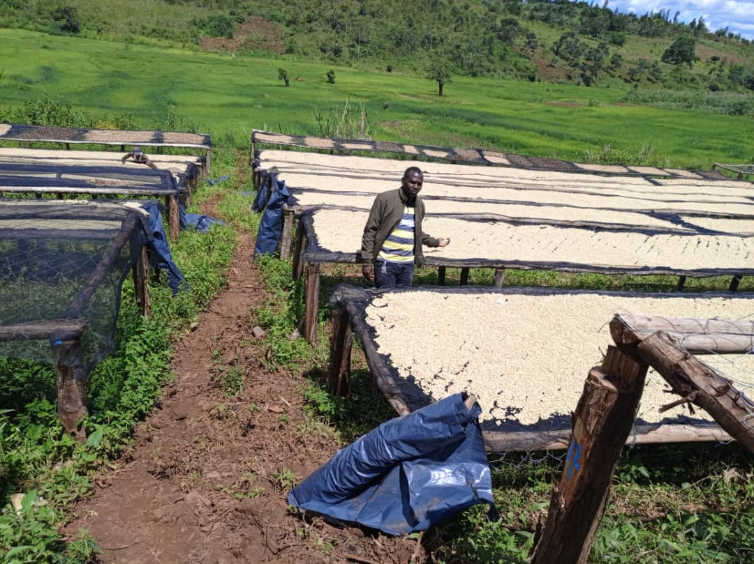 Burundi Ngozi Buhanda Fully Washed (GP)