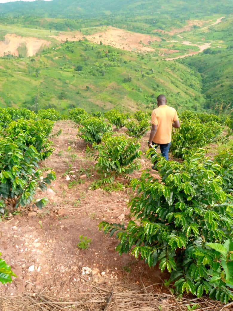 Burundi Ngozi Buhanda Fully Washed (GP)