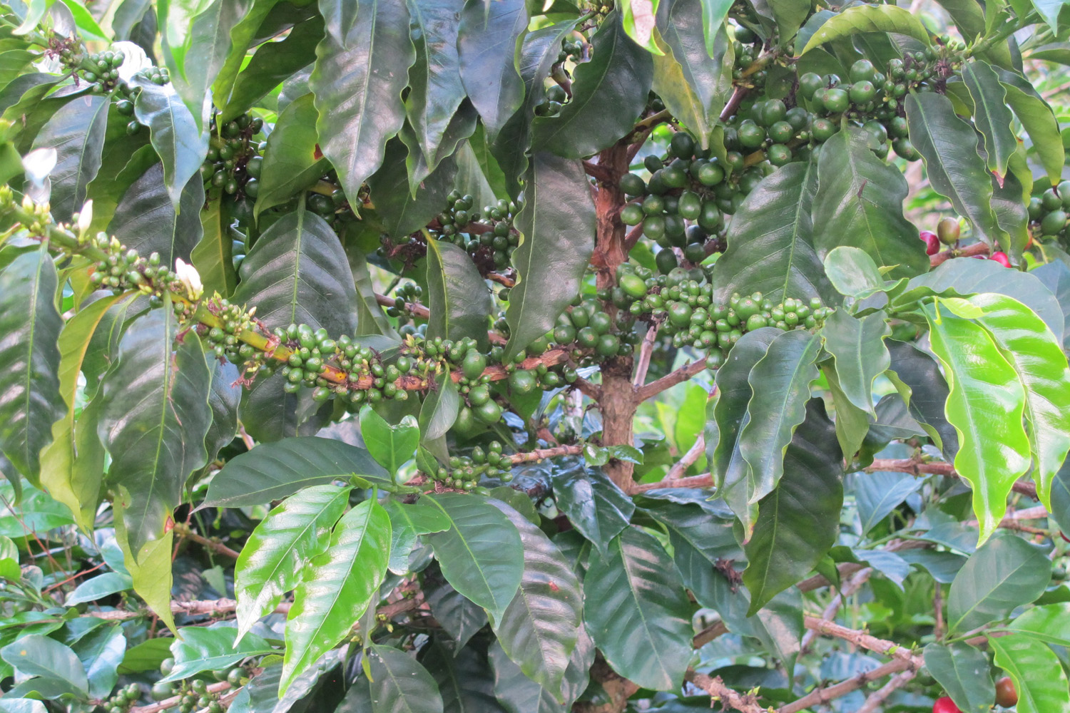 Colombia Excelso Inza-Maria Rosa Oidor (GP)