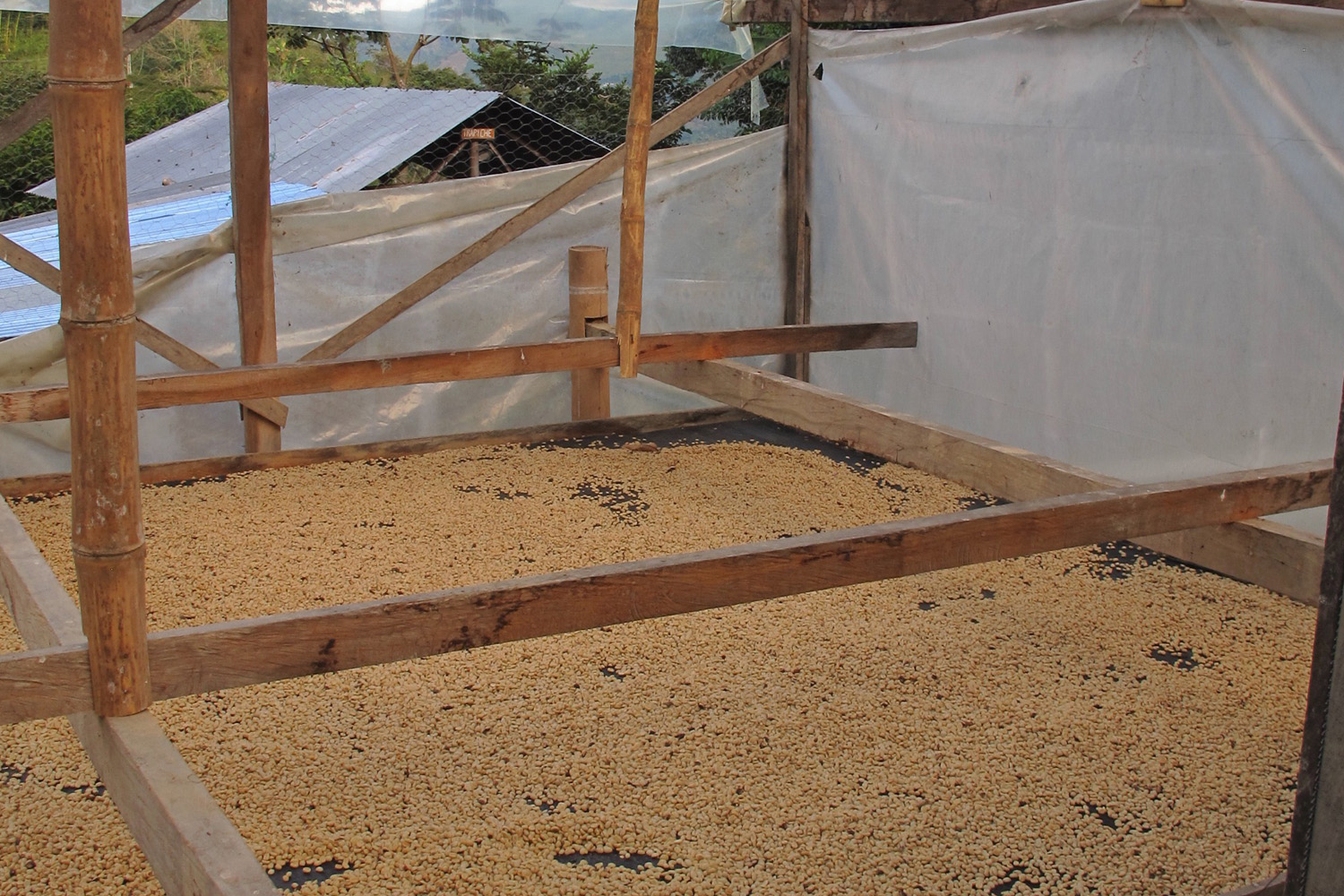 Colombia Excelso Inza-Maria Rosa Oidor (GP)