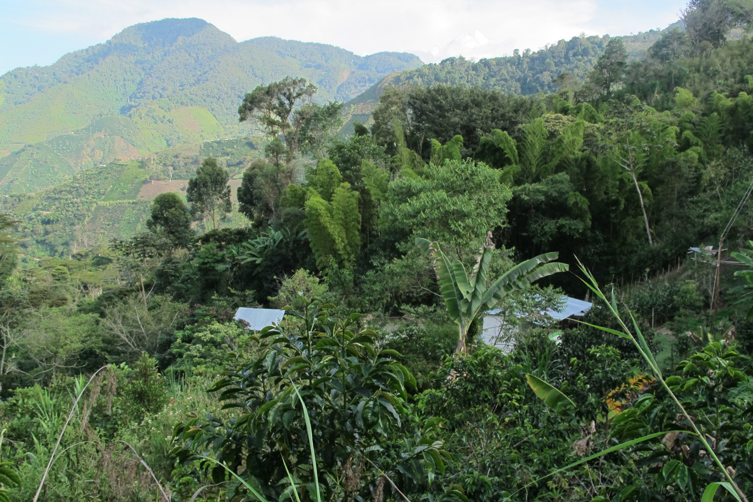 Colombia Excelso Inza-Maria Rosa Oidor (GP)