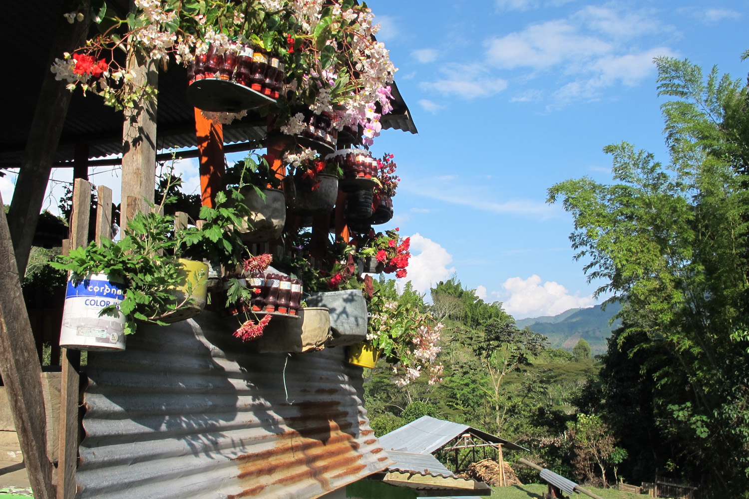 Colombia Excelso Inza-Maria Rosa Oidor (GP)