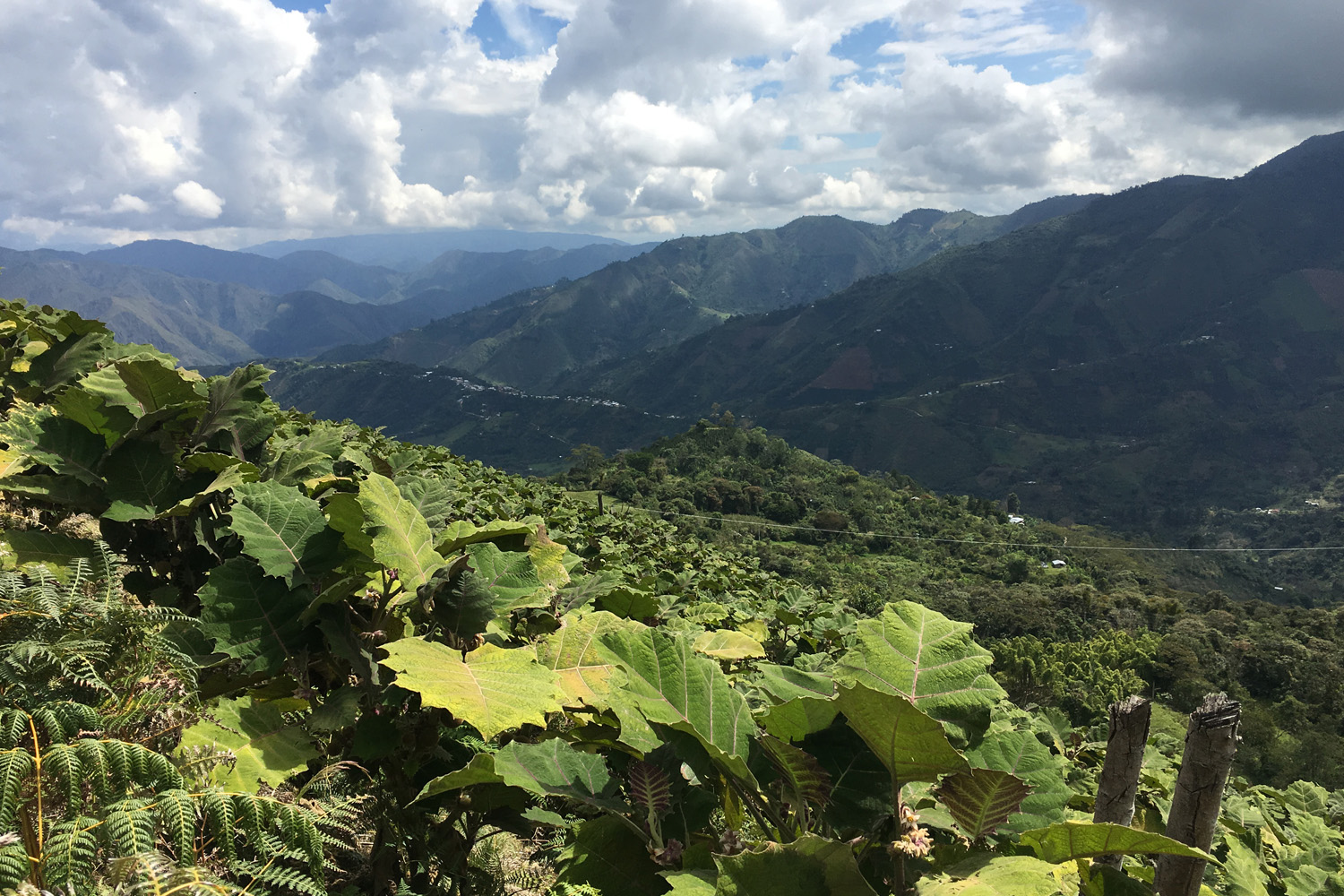 Colombia Excelso Inza-Maria Rosa Oidor (GP)