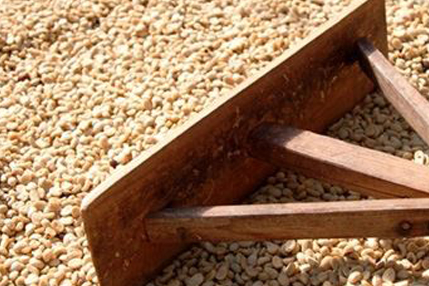Organic Nicaraguan Alta De Jinotega (E)