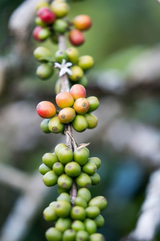 Sumatra Takengon GR1 DP PT Putra Gayo