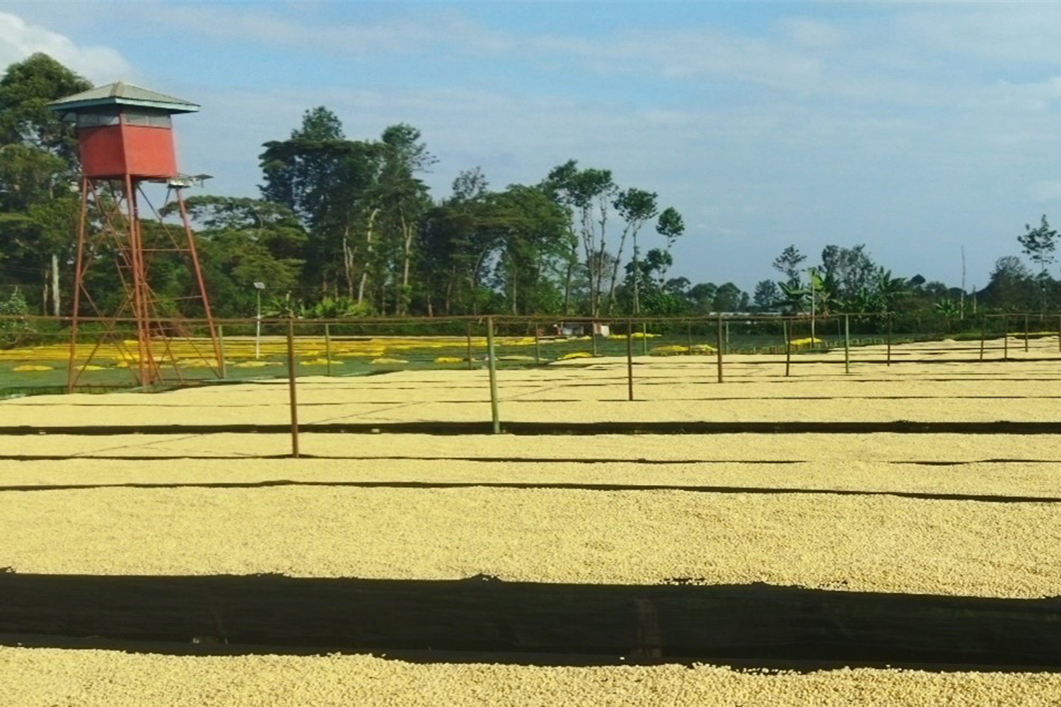 Kenya AA Ndaroini (E)