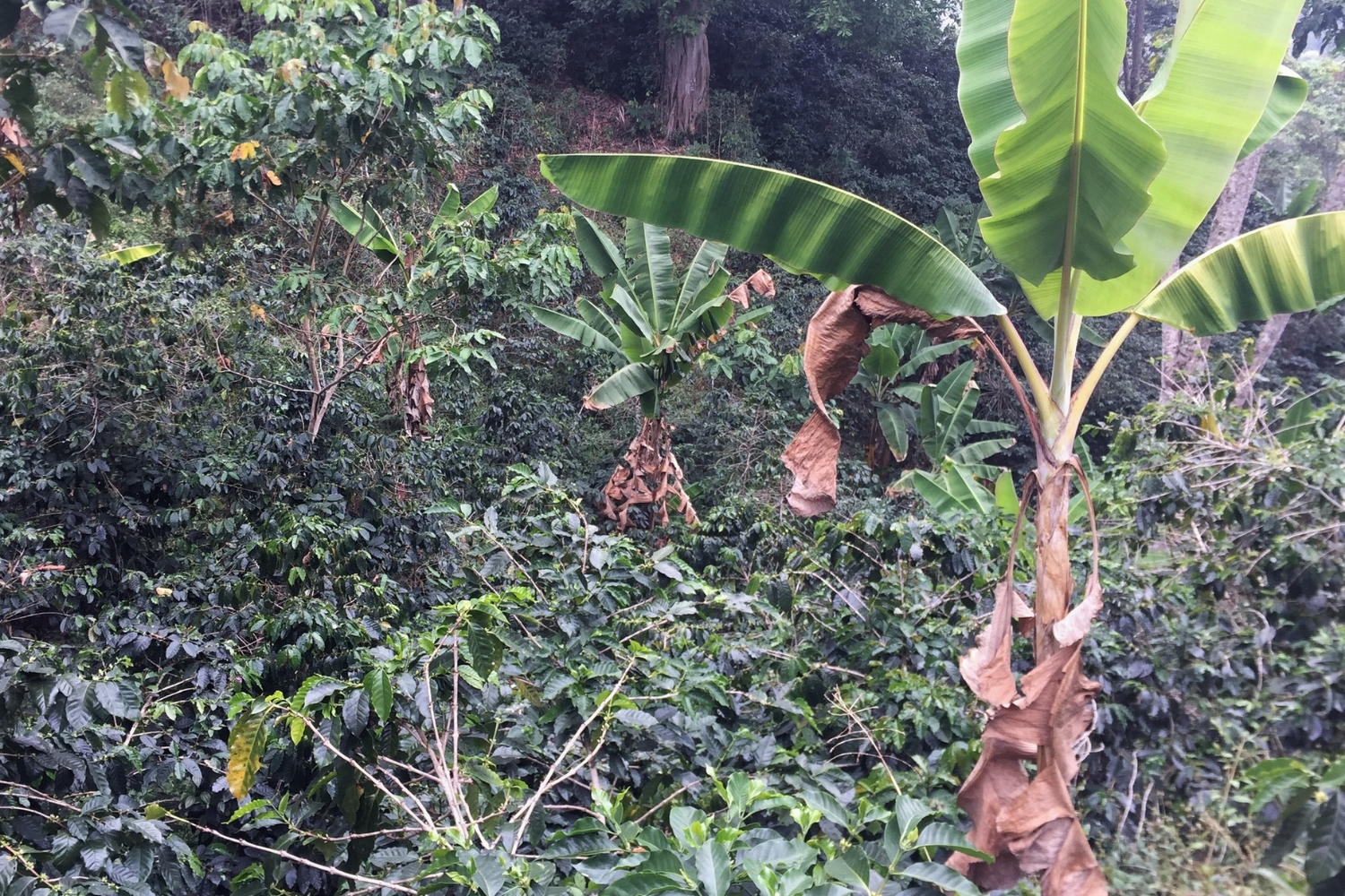 Organic Colombia Sierra Nevada 