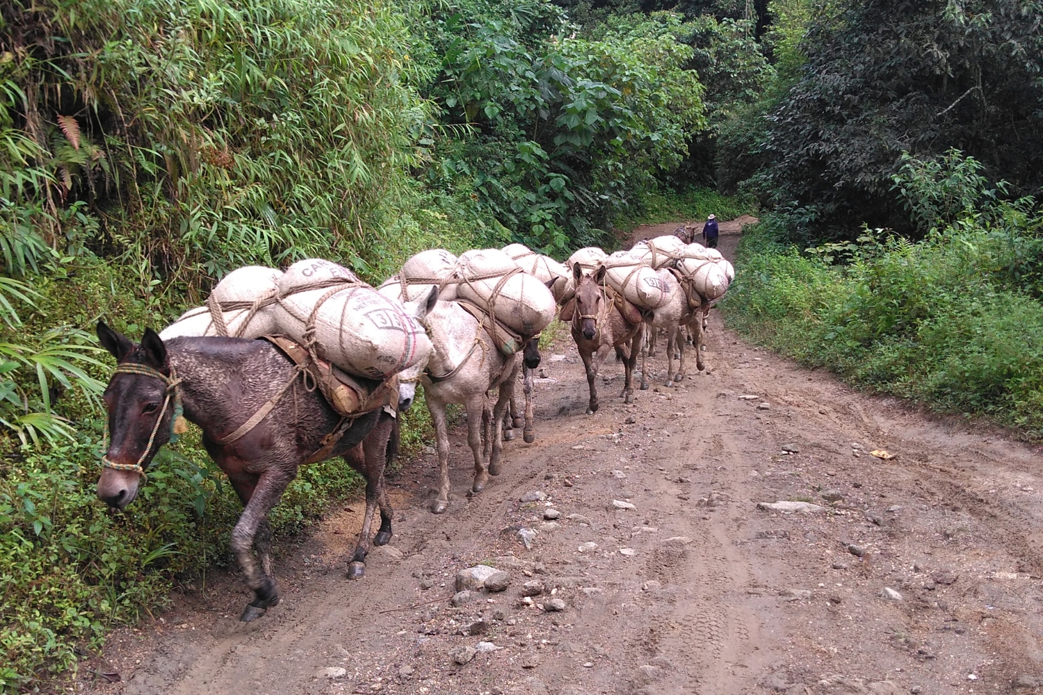 Organic Colombia Sierra Nevada 