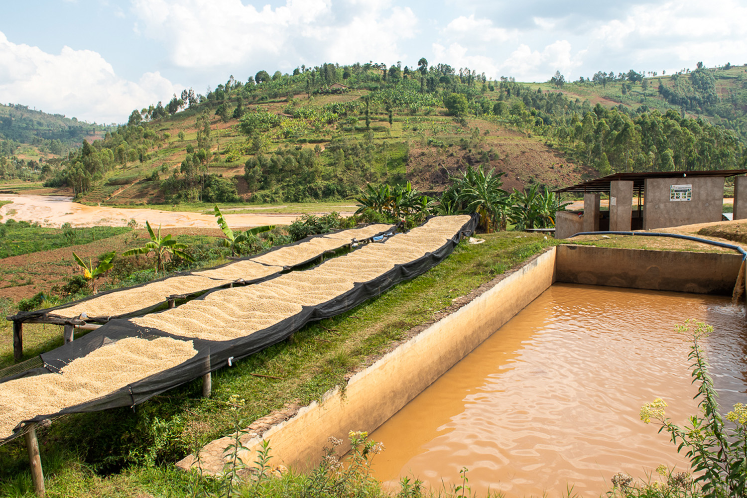 Burundi Izuba Washing Station (GP)