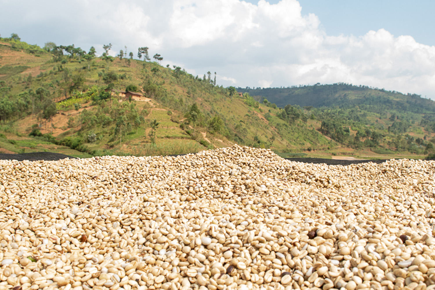 Burundi Mugoyi Izuba Washing Station (GP)