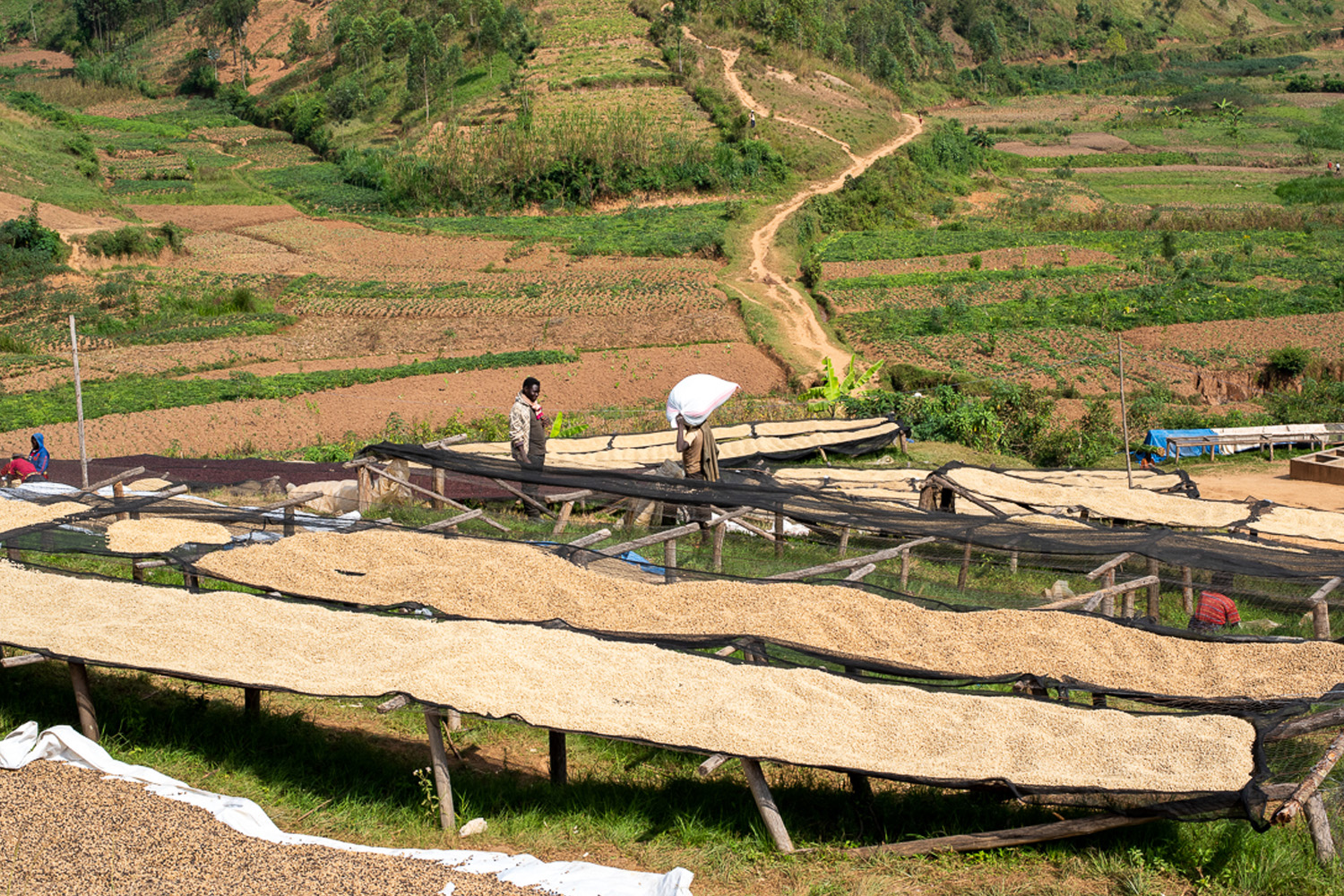 Burundi Mugoyi Izuba Washing Station (GP)