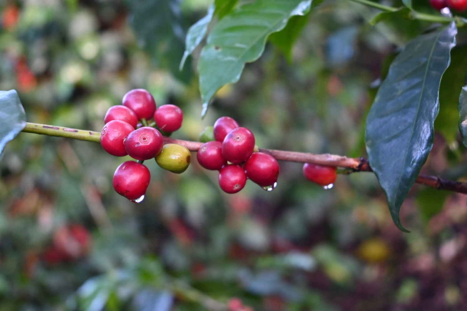 Organic Ethiopia Washed Sidamo Guji Uraga G2 (E)