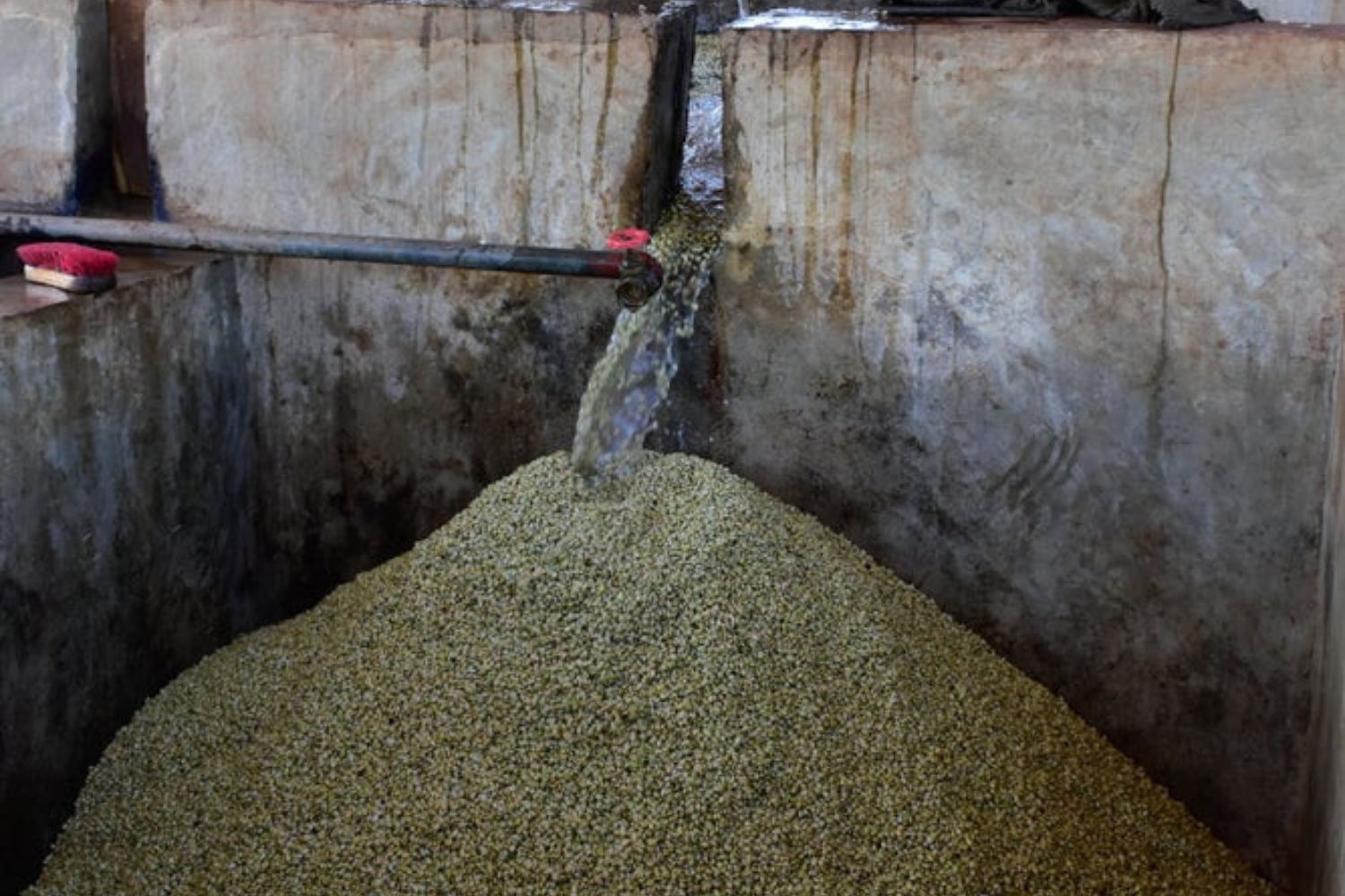 Organic Ethiopia Washed Sidamo Guji Uraga G2 (E)