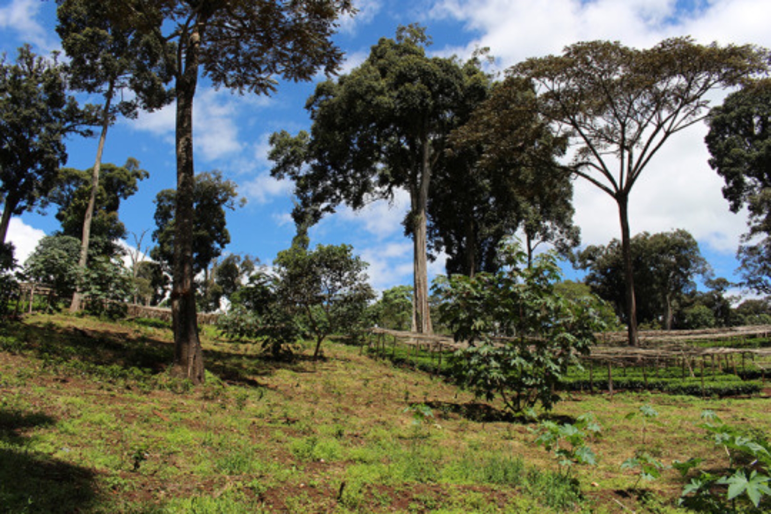 Organic Ethiopia Washed Sidamo Guji Uraga G2 (E)