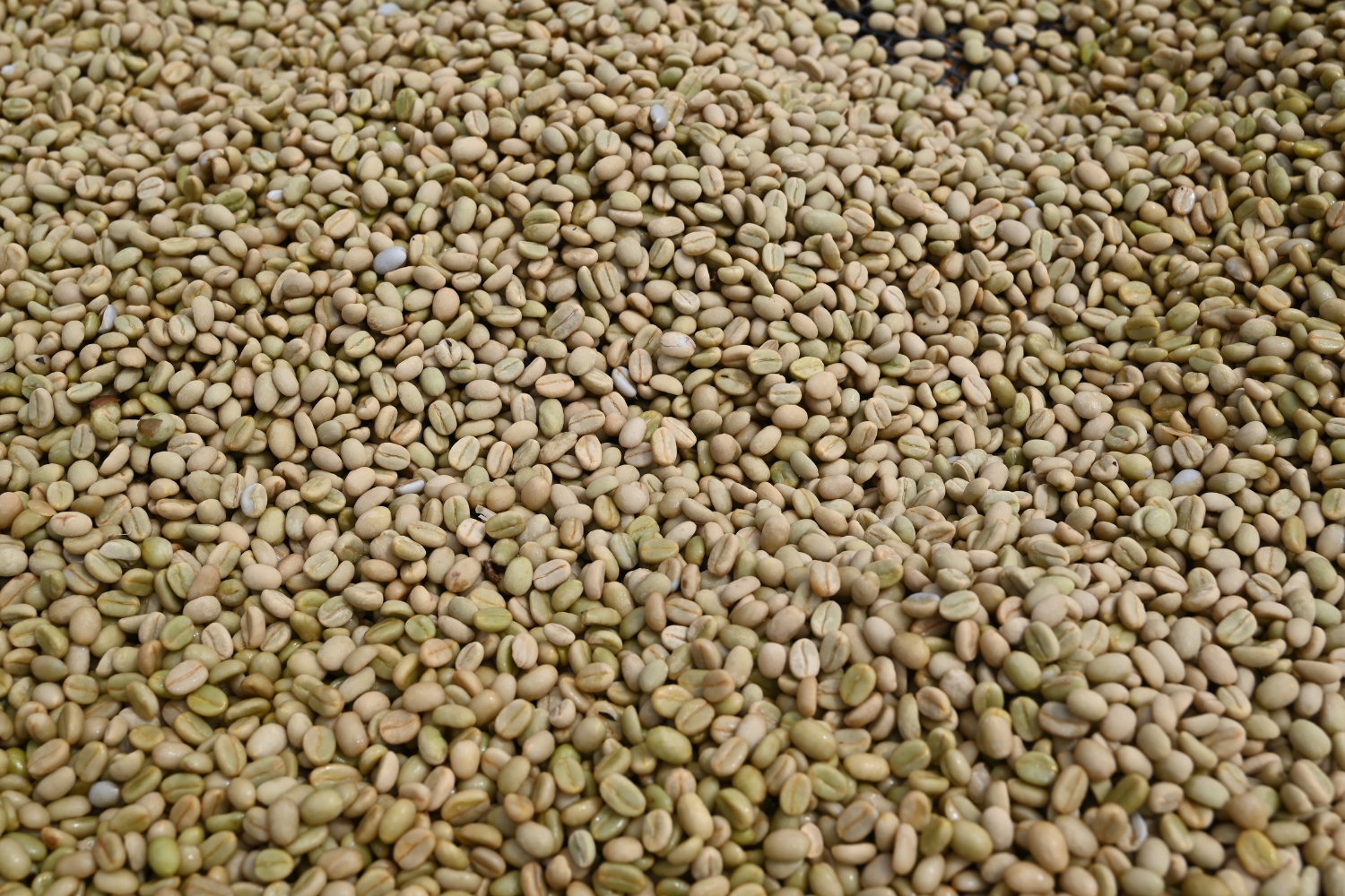 Organic Ethiopia Washed Sidamo Guji Uraga G2 (E)