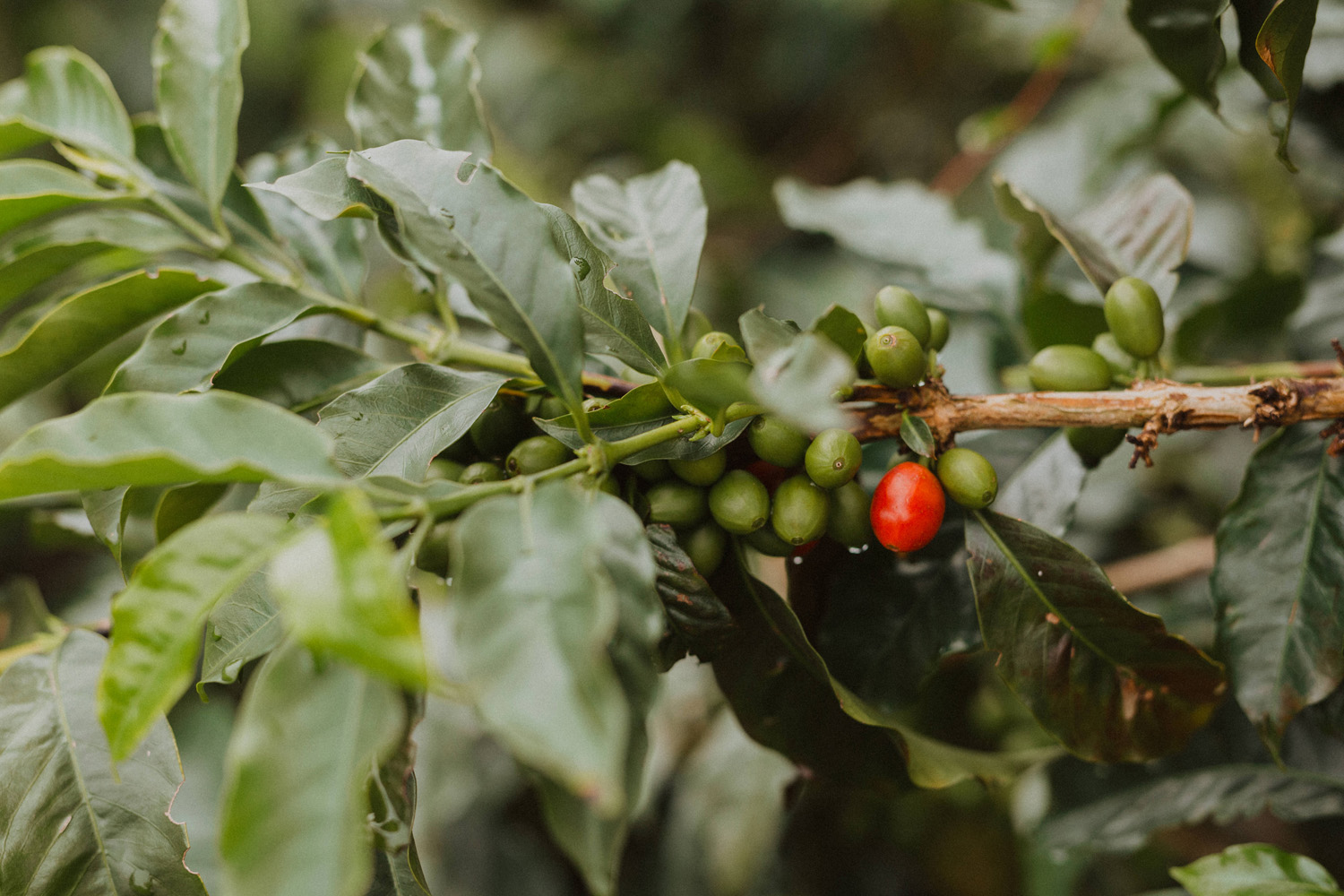 Colombia Geisha El Jardin- Antioquia (GP)