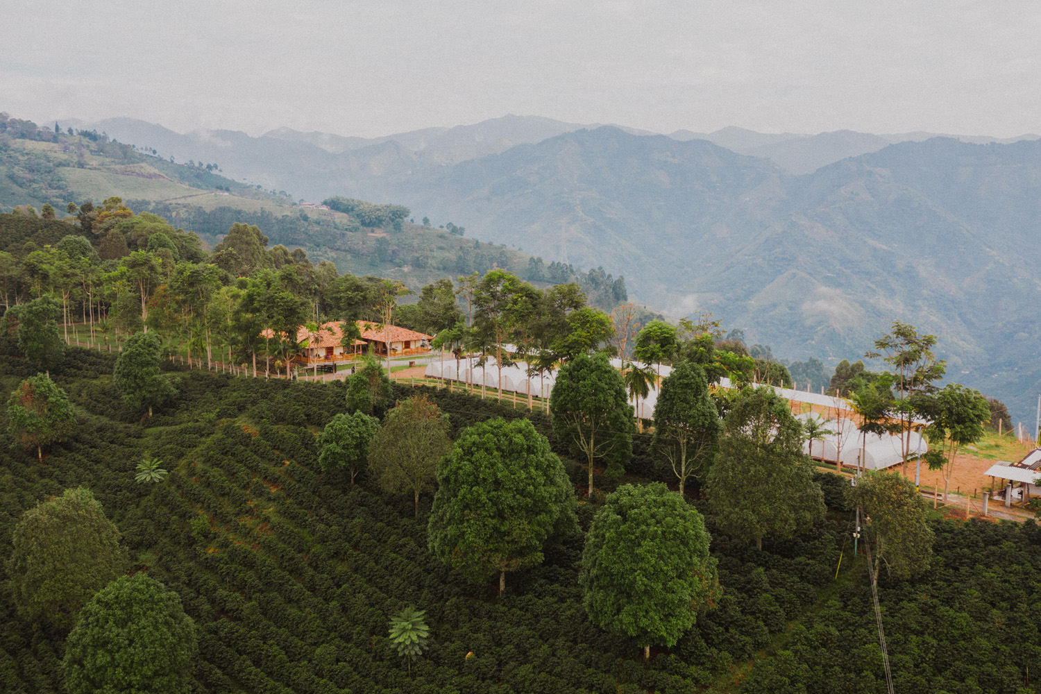 Colombia Geisha El Jardin- Antioquia (GP)