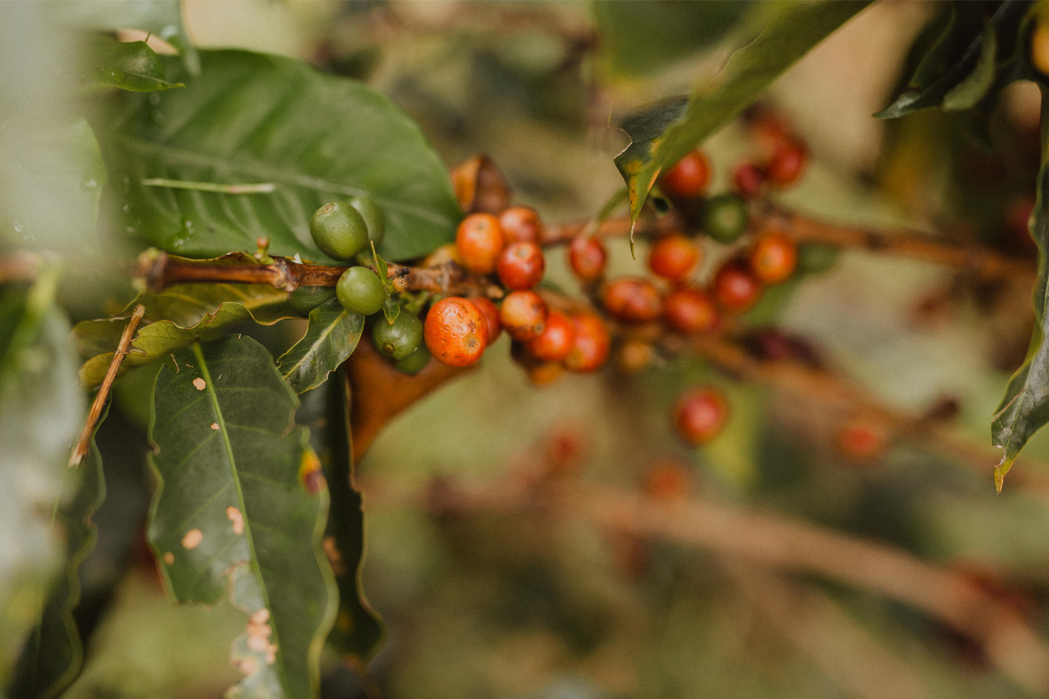 Colombia Geisha El Jardin- Antioquia (GP)