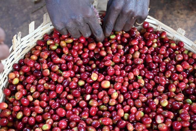 Ethiopia Washed Sidamo Guji Uraga G2 (E)