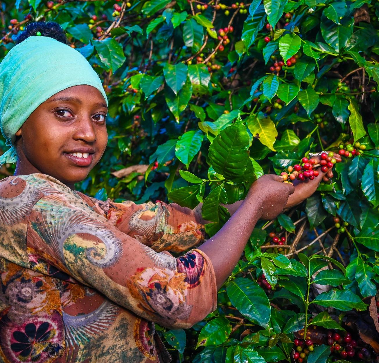 Ethiopia Washed Yirgacheffe Gelana Abaya G2 (E)