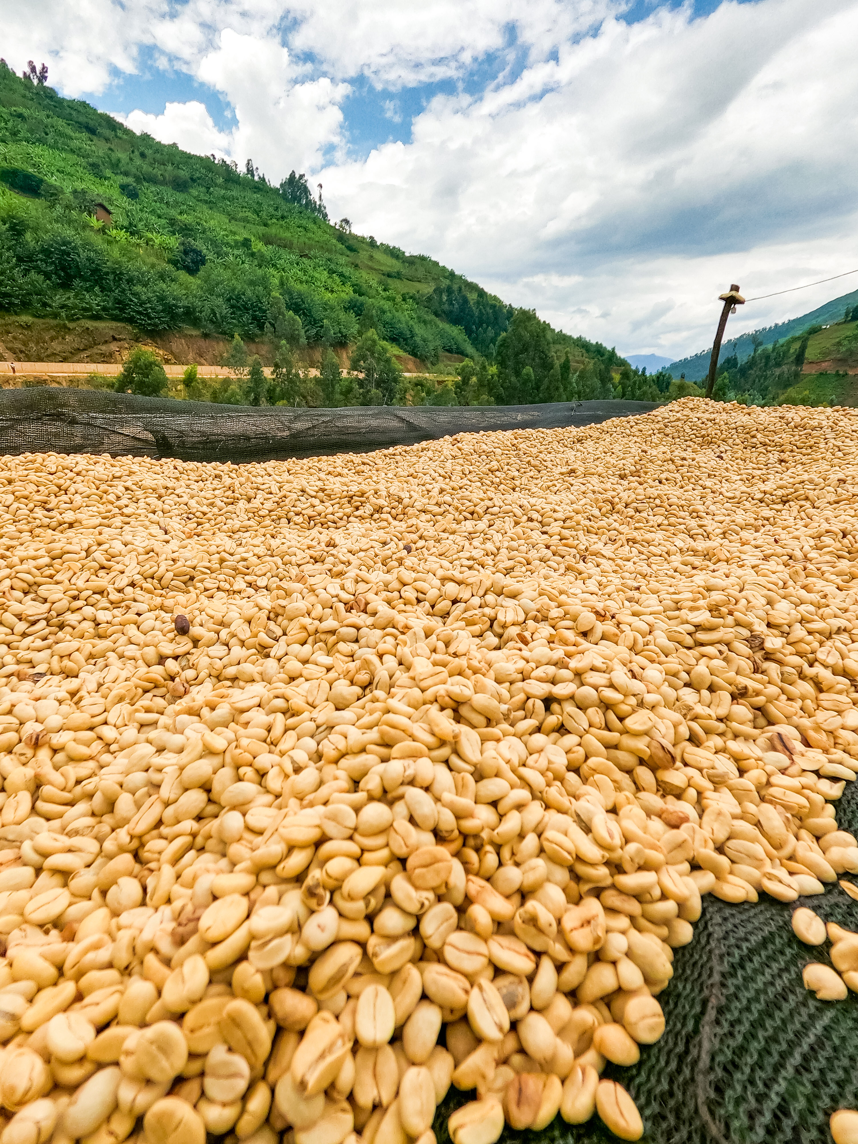 Rwanda Shyira Washing Station Fully Washed (E)
