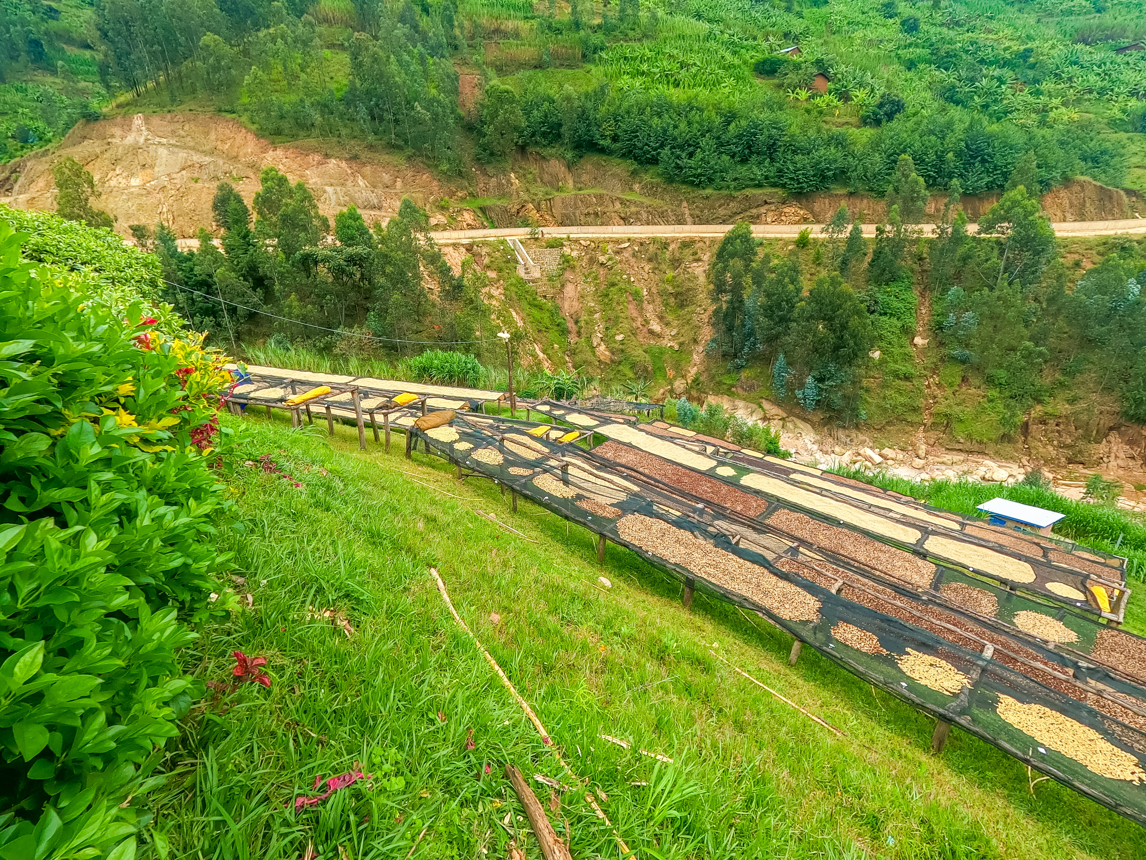 Rwanda Shyira Natural Process (E)