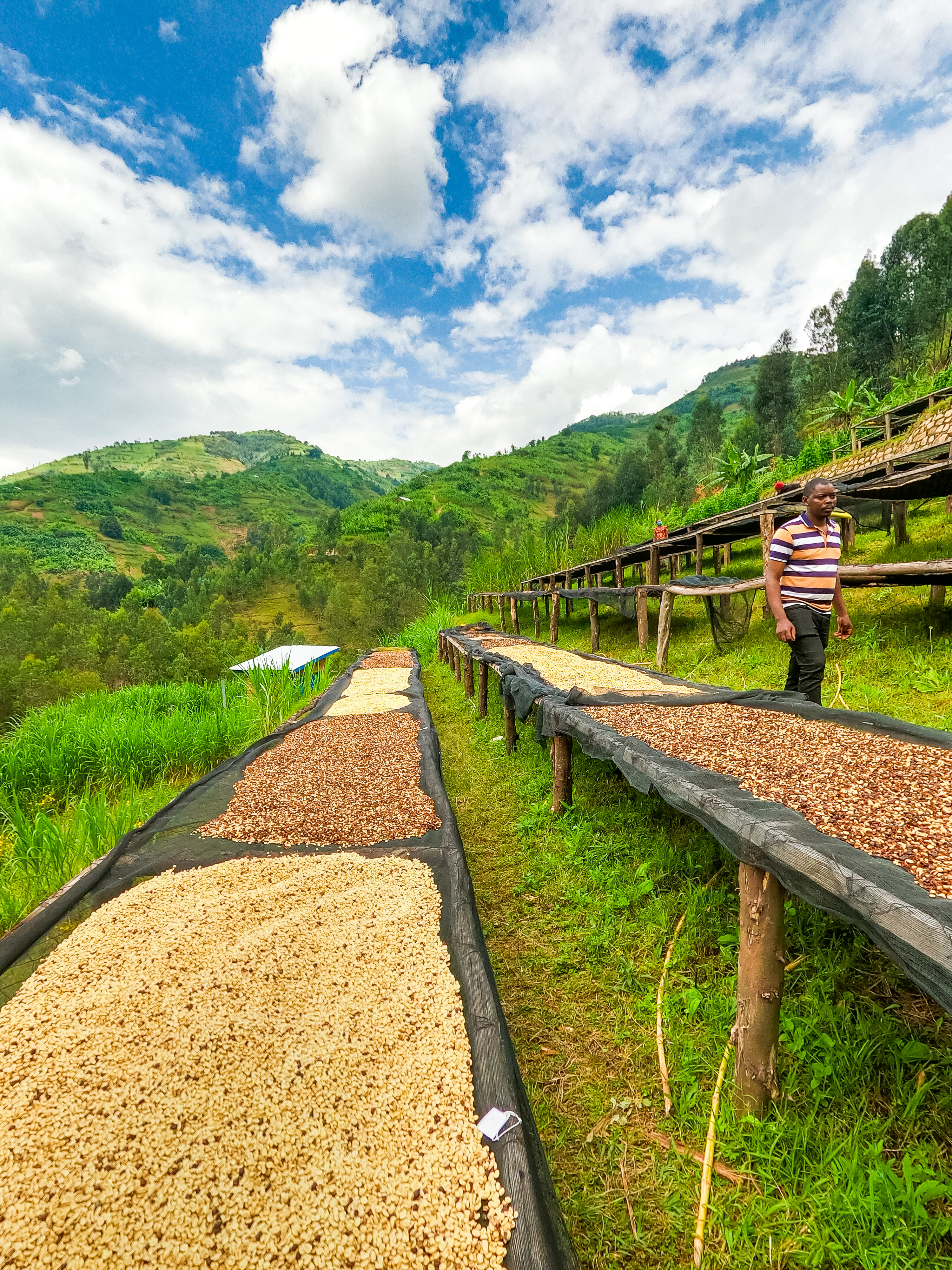 Rwanda Shyira Natural Process (E)