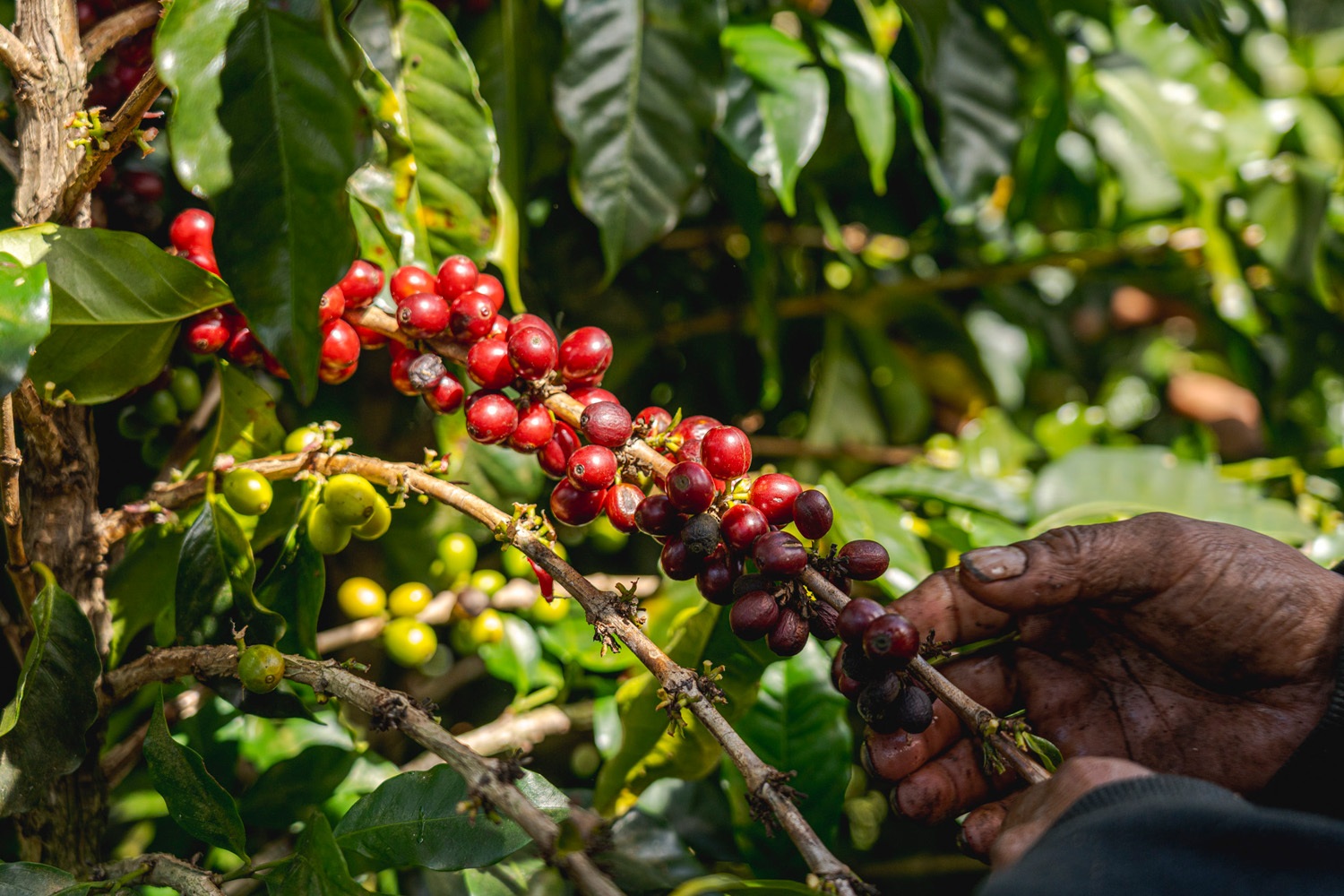 Costa Rica Las Lajas Yellow Honey (GP)
