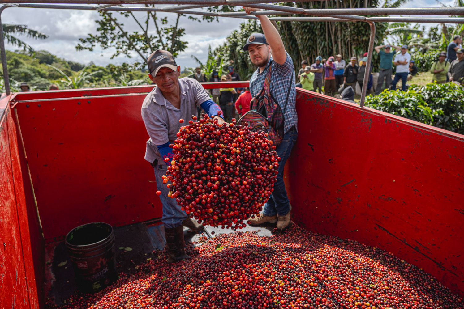 Costa Rica Las Lajas Black Honey (GP)