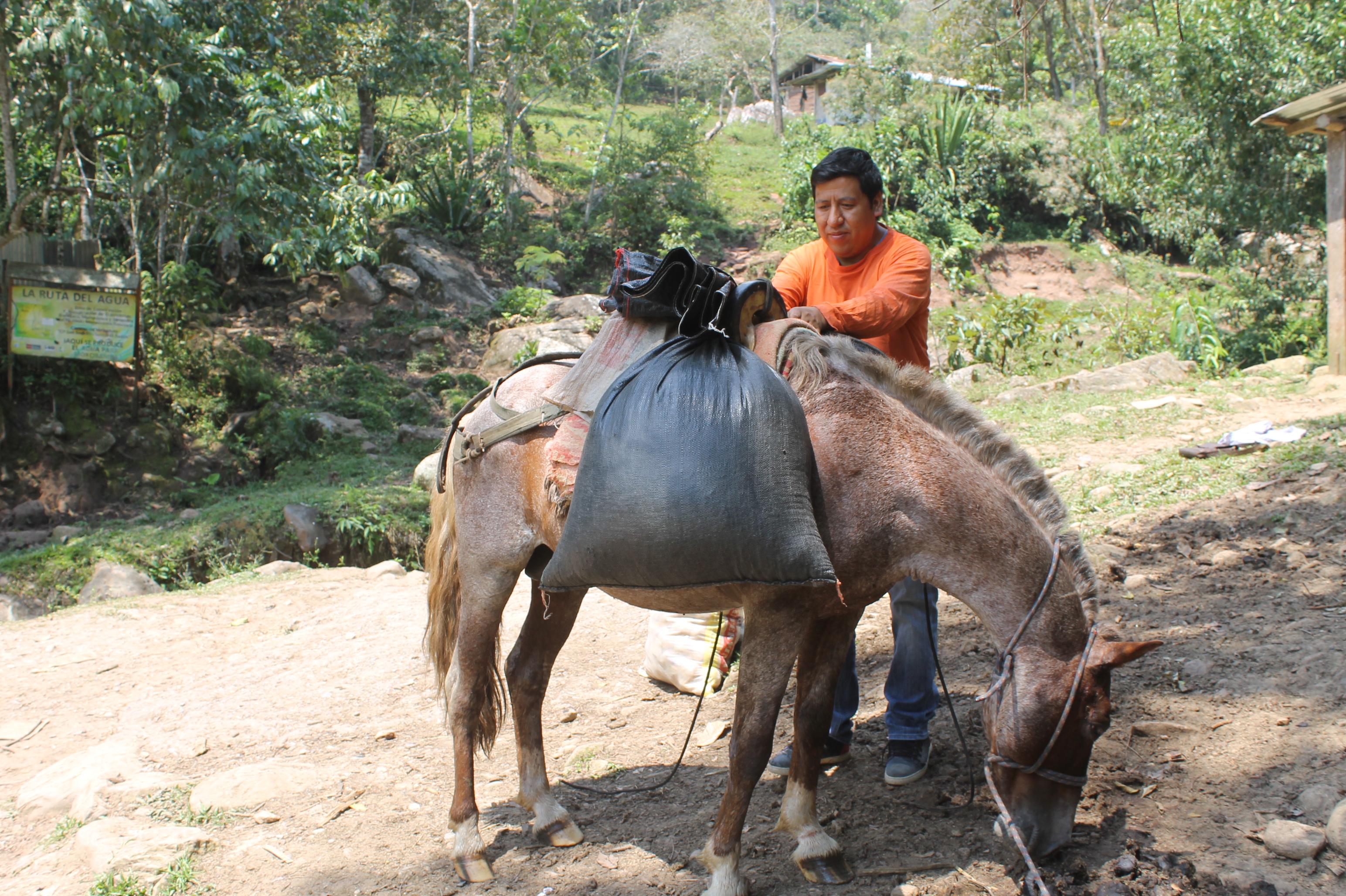 Organic Peru SHB - San Martin (GP)