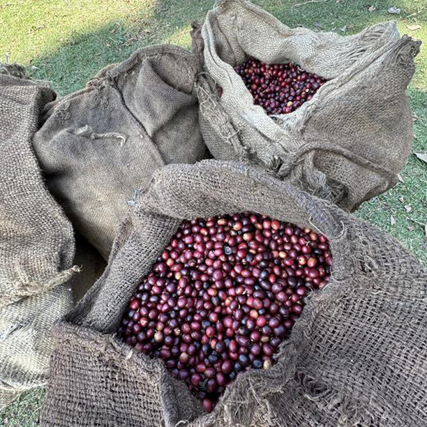 Ethiopia Natural Yirgacheffe Gedeb G2 (GP)